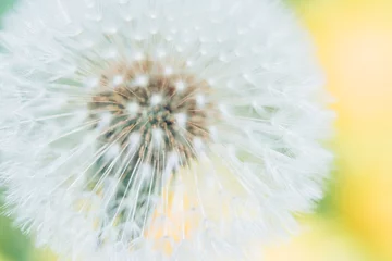 Foto auf Acrylglas タンポポ / dandelion © Mugen images