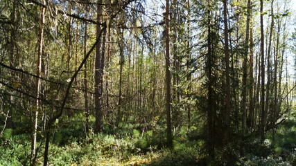 Wald und Natur