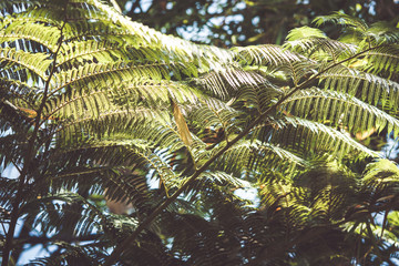 Naklejka premium Beautiful tropical plants