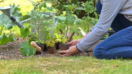 Fototapeta premium gardener holding a tomato seedling to planting in garden