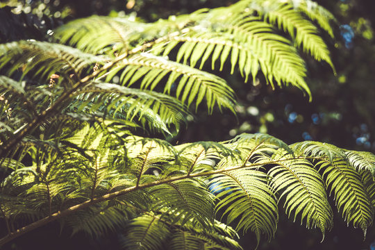 Beautiful tropical plants © Mugen images