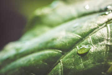 Beautiful tropical plants