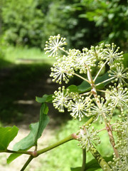 ウドーぼかした山道をバックにした山ウドの縦長写真