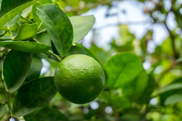 Green limes on a tree. Lime is a hybrid citrus fruit, which is typically round.