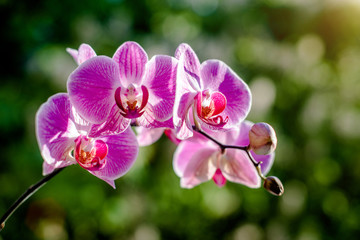      Purple Orchid branch on green natural background 