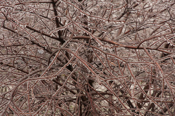 Obraz premium texture of bark of tree
