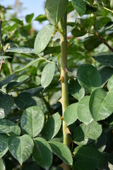 Fototapeta premium Rose flower branch with thorns