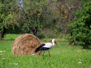 Scenery rural landscape with a stork and a haystack. Village in a Baltic state. Daylight. Summer photography.