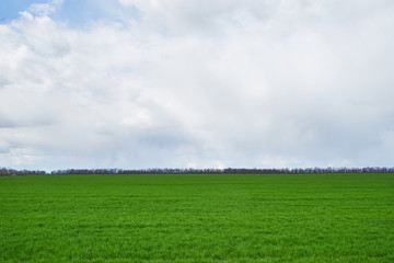 Obraz premium Image of a field of young wheat.