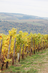 Wine yard in the Rhine river in autumn season