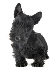 puppy scottish terrier