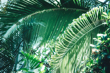 Beautiful tropical plants