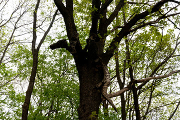 tree in the forest
