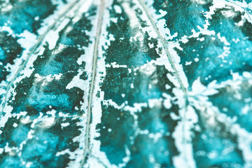 Beautiful tropical plants