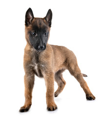 puppy malinois in studio
