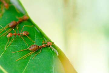 selective focus team works red ants create their nest by green tree leaf