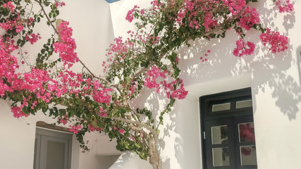 bougainvillea growing above doorway on mykonos, greece
