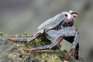 rote_Klippenkrabbe