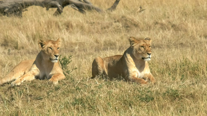 Fototapeta na wymiar two young lions sit together in masai mara national park