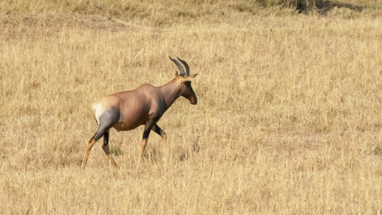 a walking topi antelope in masai mara
