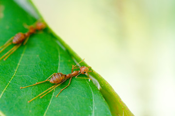 selective focus team works red ants create their nest by green tree leaf