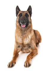 belgian shepherd malinois