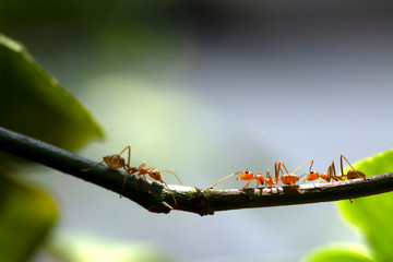 selective focus team works red ants walking on tree branch