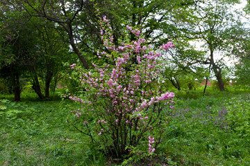 Obraz premium blooming apple tree in spring