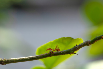 selective focus solo red ant walking on tree branch