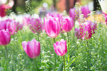 Fototapeta premium チューリップの咲く公園