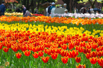 チューリップの咲く公園