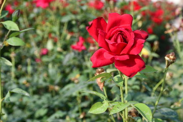 red rose in garden