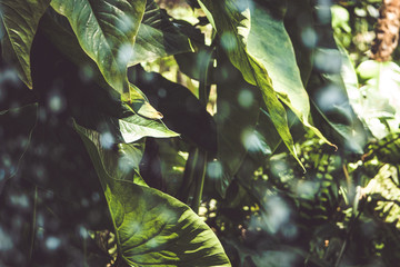 Tropical plants and splash water