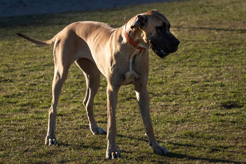 Domestic dogs in city parks squares