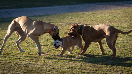Obraz premium Domestic dogs in city parks squares