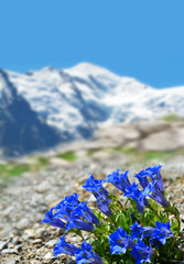 Blooming blue gentian (Gentiana acaulis) with mountain Mont Blanc in the background, Graian Alps,...