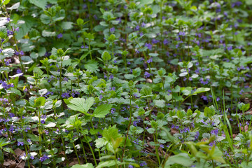 background of green leaves