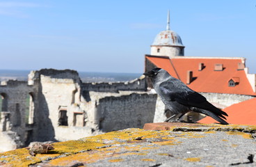 Zamek w Janowcu  © Albin Marciniak
