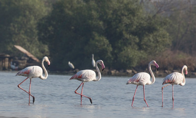 Greater Flamingo