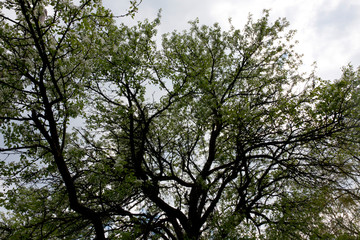 tree on blue sky