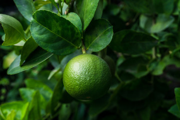 Green limes on a tree. Lime is a hybrid citrus fruit, which is typically round.