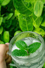Mint tea with ice in time to relax.