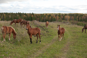 Horses in the village.