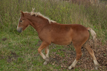 Foal. Horses in the village.