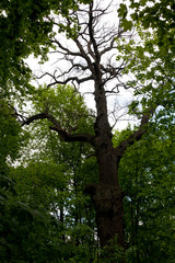 Fototapeta premium tree in forest