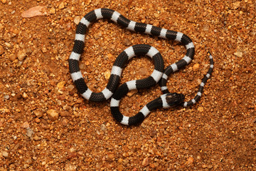 Common Bridle Snake, Dryocalamus nympha, Hampi, Karnataka, India.