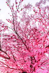 Pink sakura blossom tree