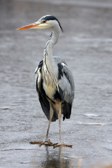 The grey heron (Ardea cinerea) on the ice of a frozen pond in winter.