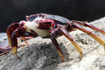 rote_Klippenkrabbe