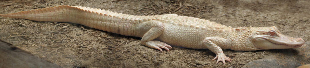 The American alligator (Alligator mississippiensis) , albino aligator. White aligator with brown background. - obrazy, fototapety, plakaty